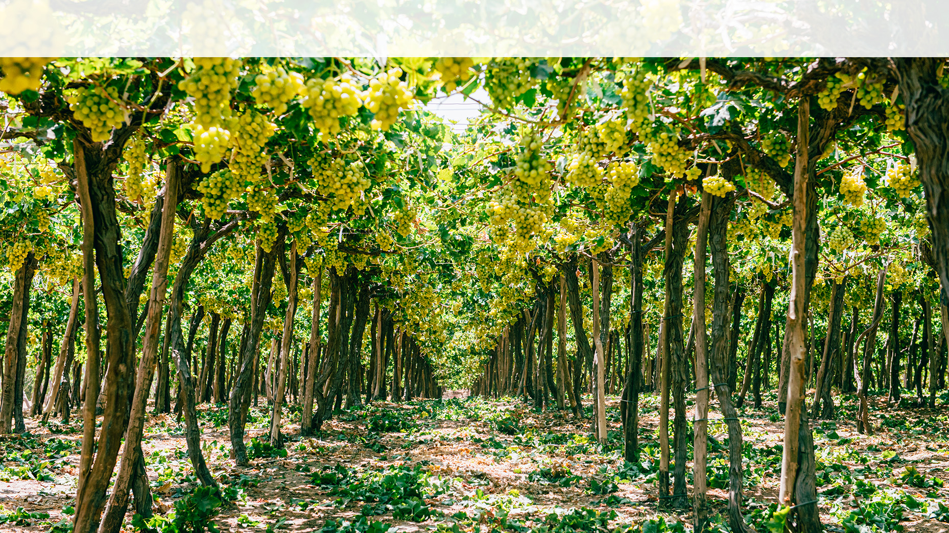 Grape vineyard landscape with rows of grape trees