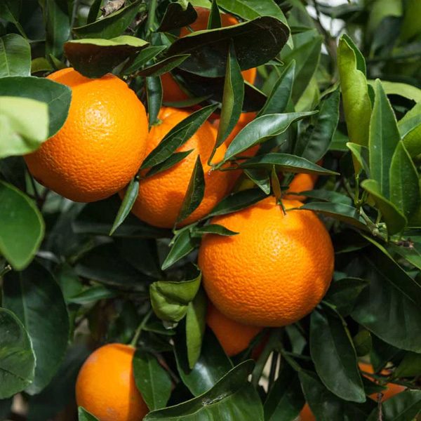 Fresh navel oranges
