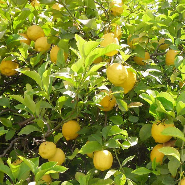 Lemon